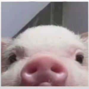 Meet your Posher, Braden